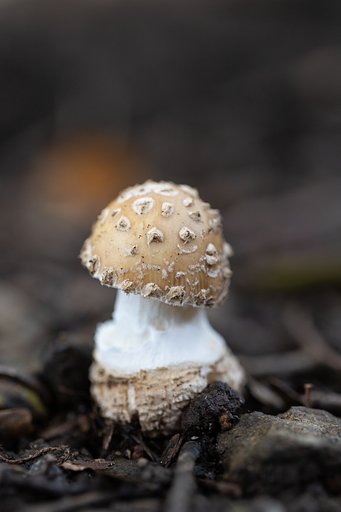 キノコ