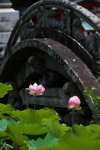 蓮花