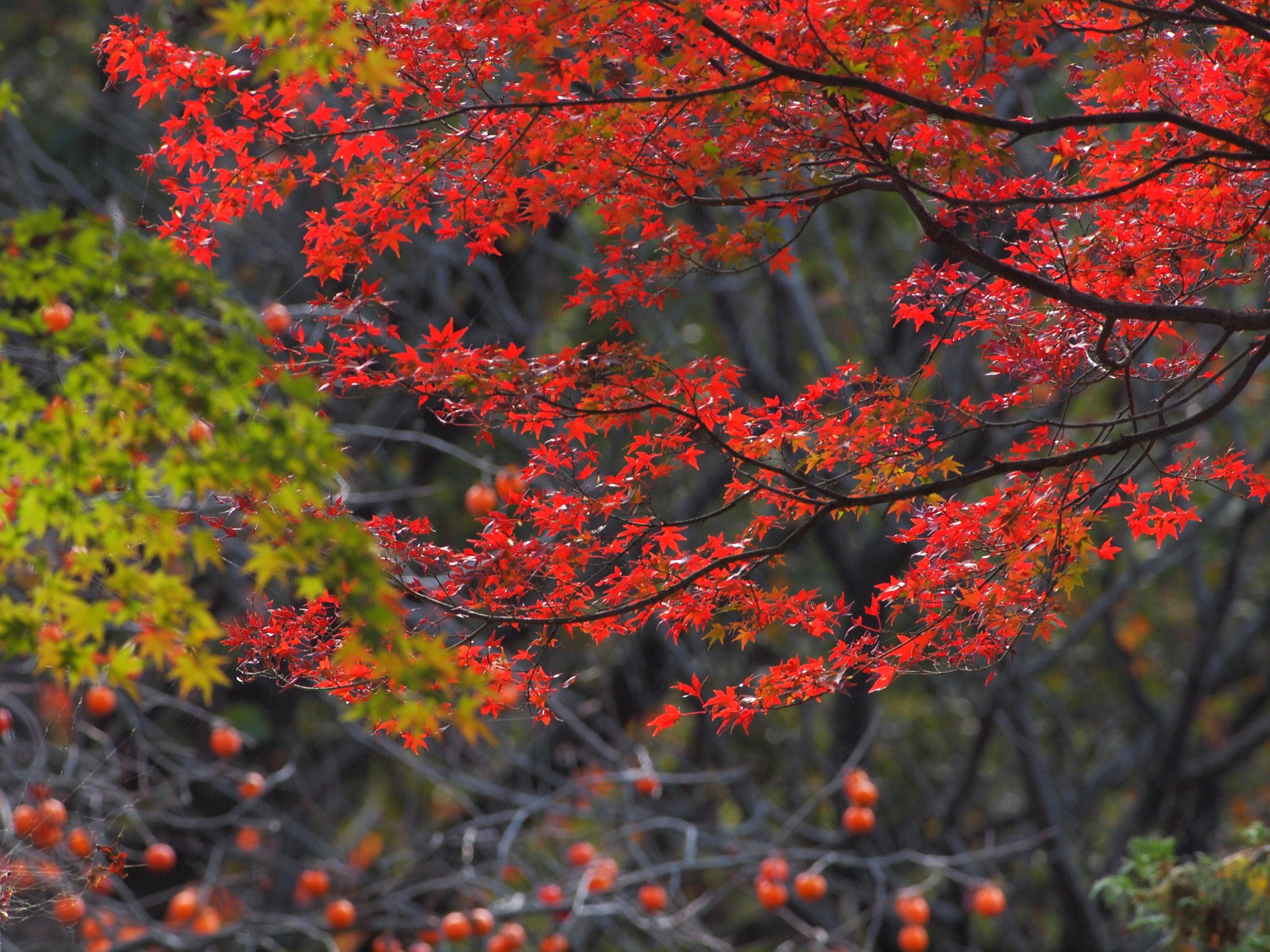 紅緑の競演(3)