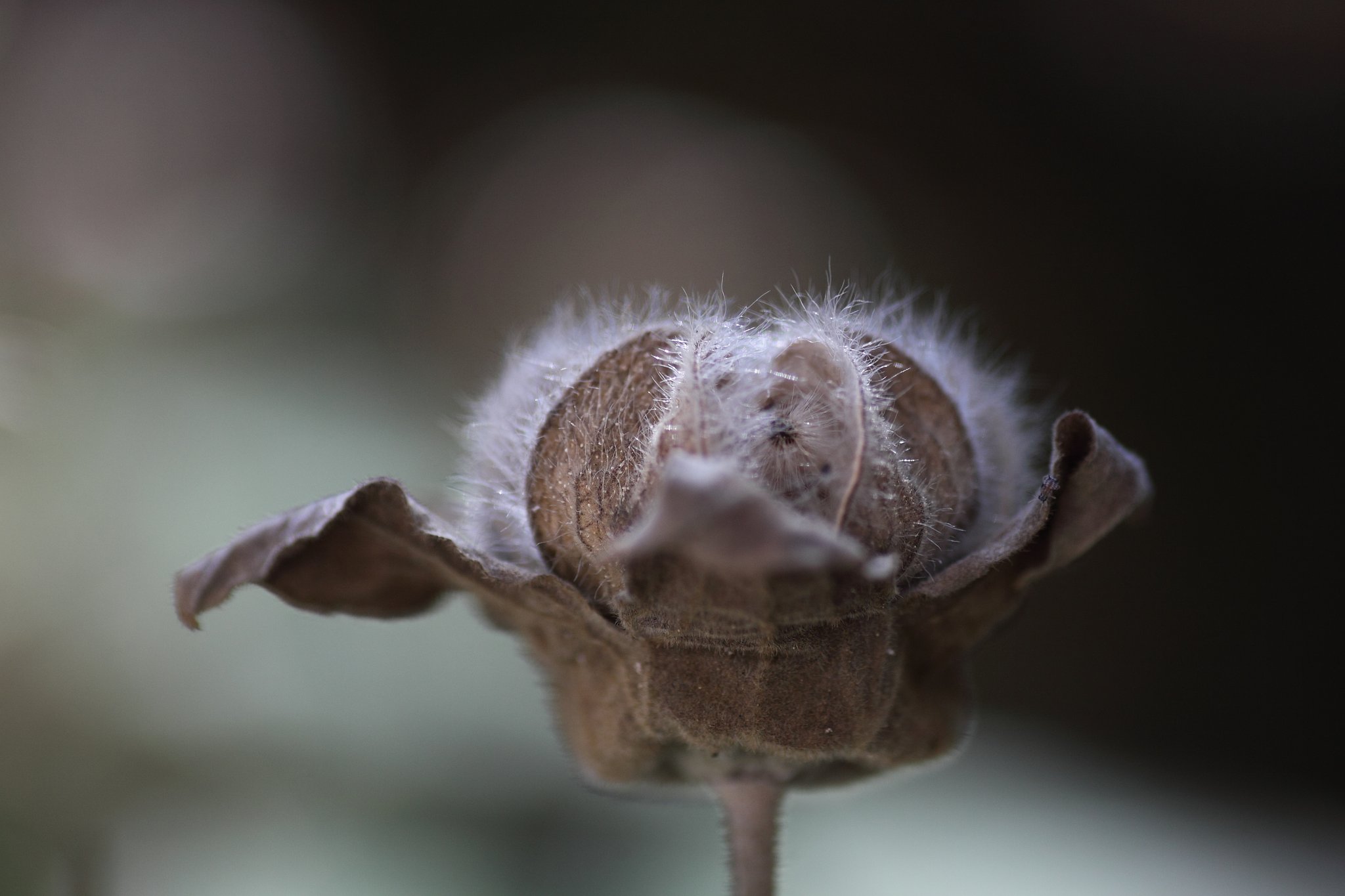 Tamron 90mm f2.8 macro 172E
