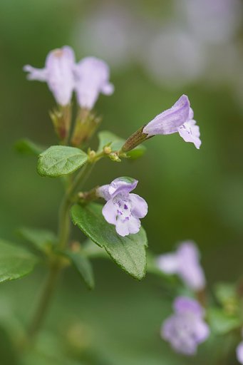 カラミンサ