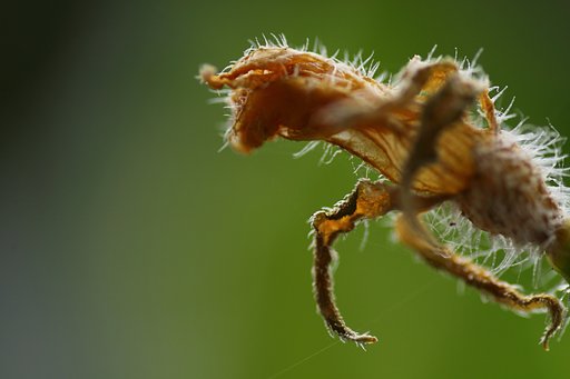 Tamron 90mm f2.8 macro 172E