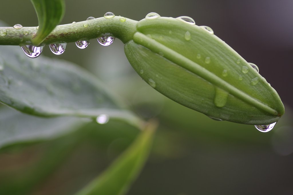 雨の中でのテッポウユリの蕾