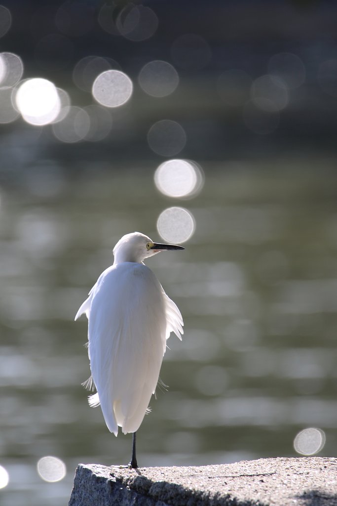 野鳥ポートレート・コサギは自前のレフ版持ち