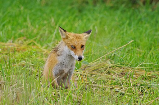 キツネに遊んでもらった