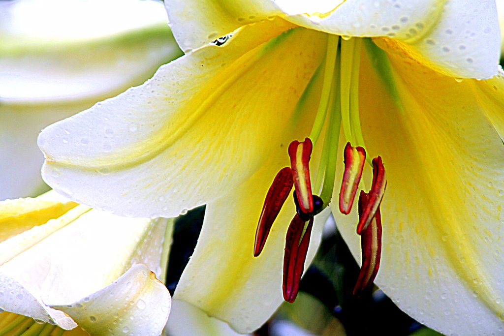 Tamron  LD  28-300mm-F3.5-6.3 Macro