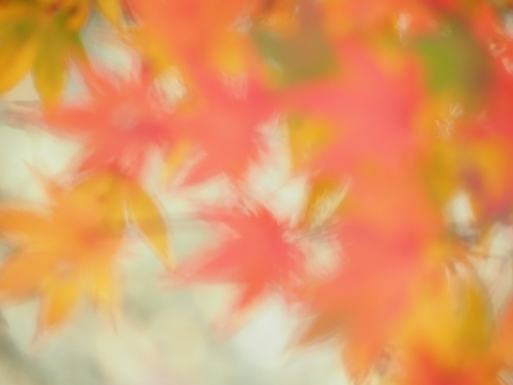 揺らめく秋