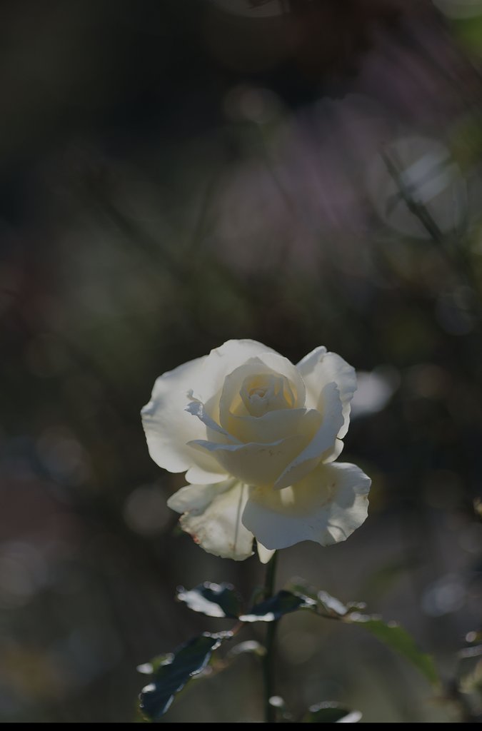 白薔薇
