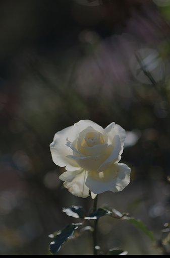 白薔薇