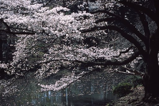 桜の枝の広がりを感じられながら、花の存在感もある写真