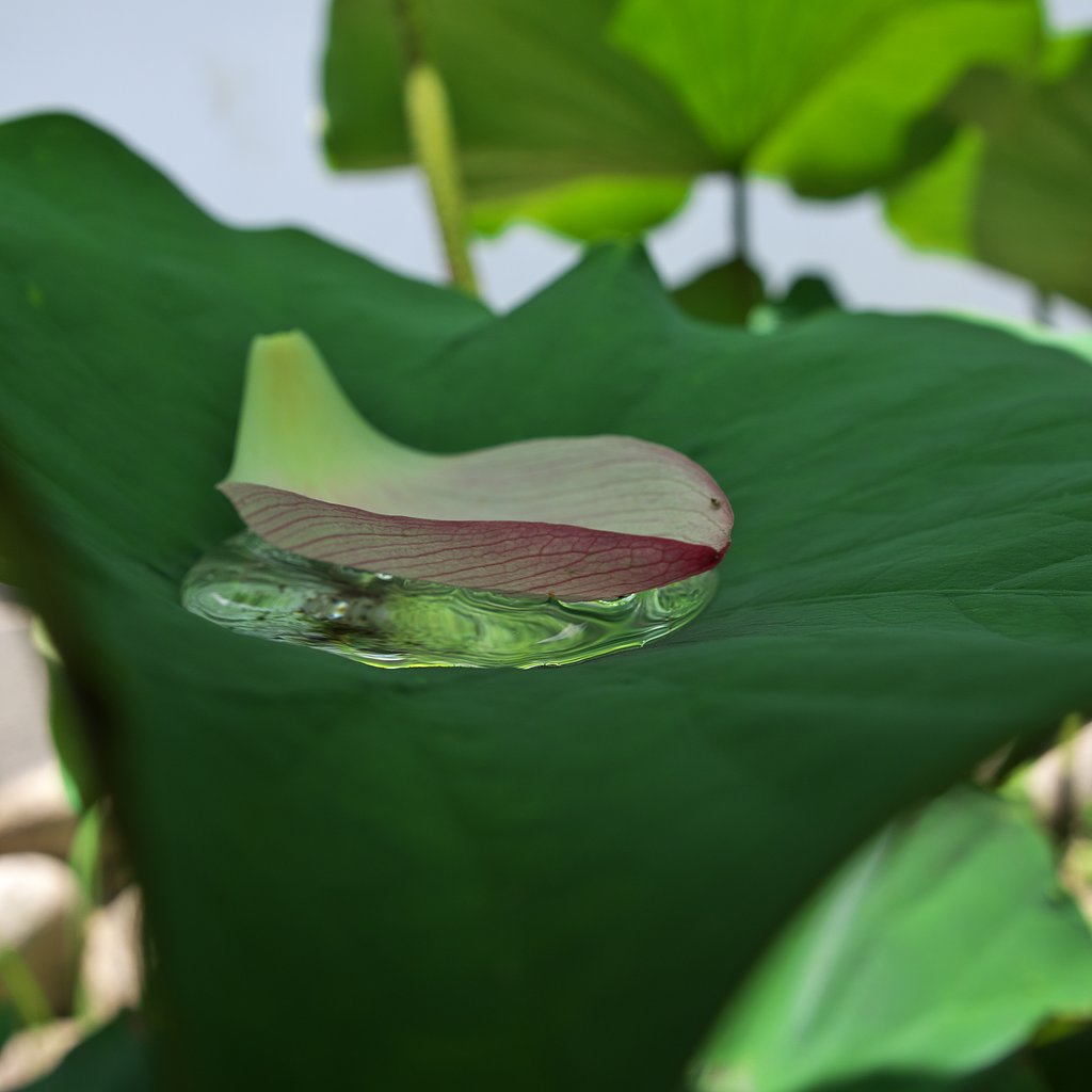 花筏・・・流れは無いけど