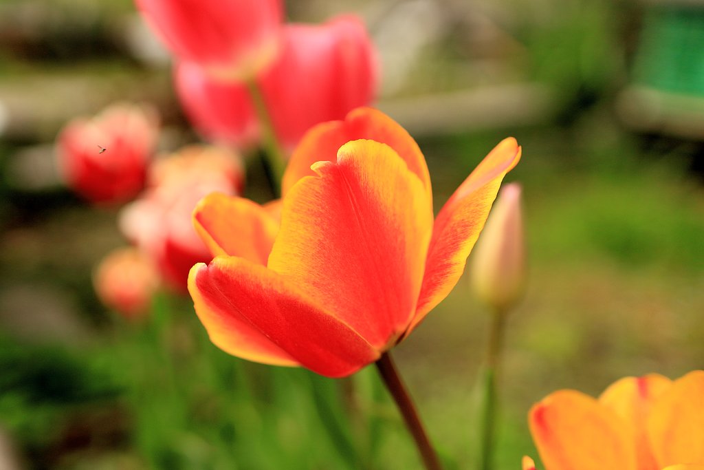 お花畑