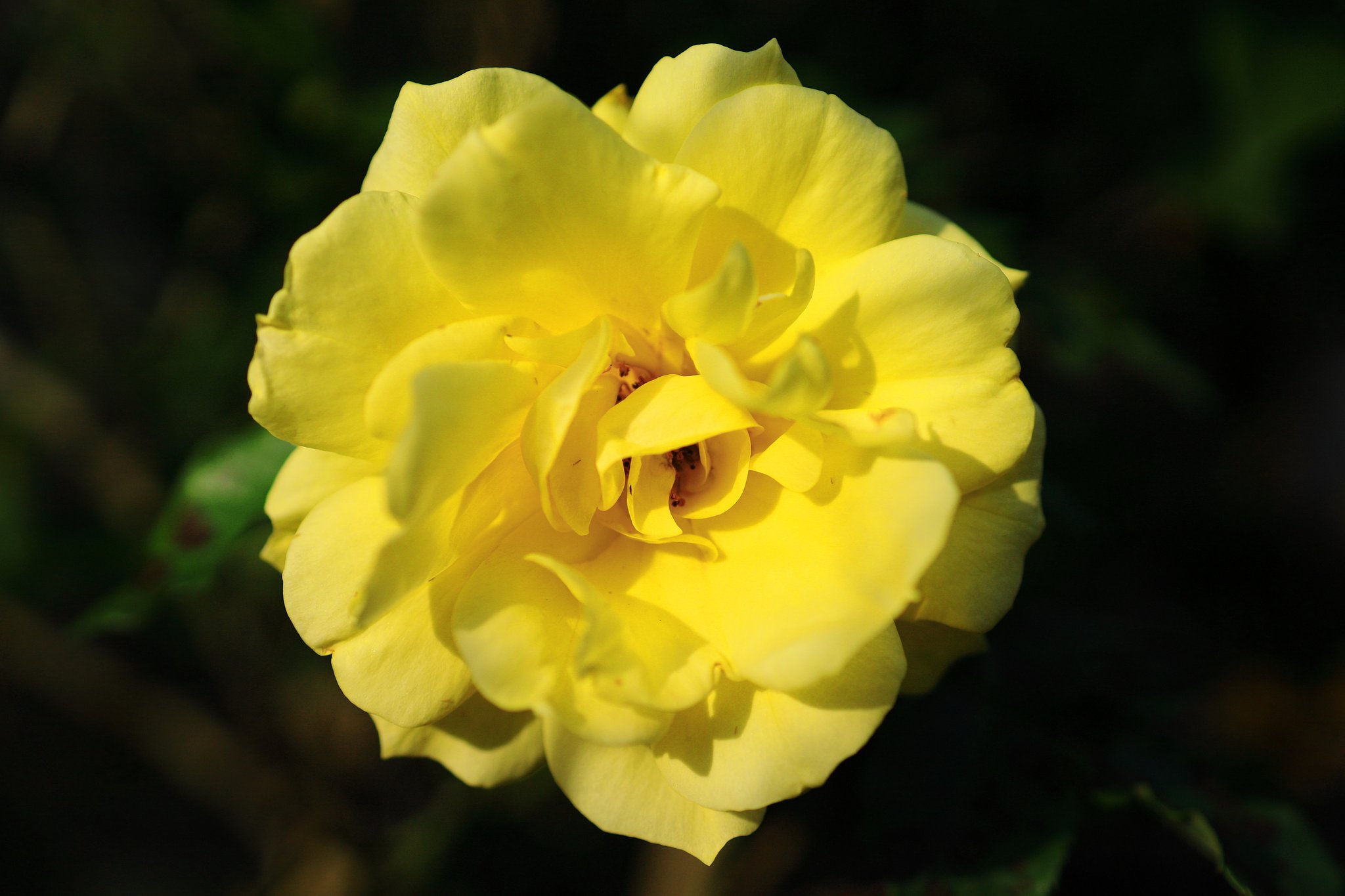 薔薇