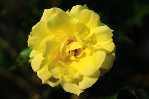 薔薇