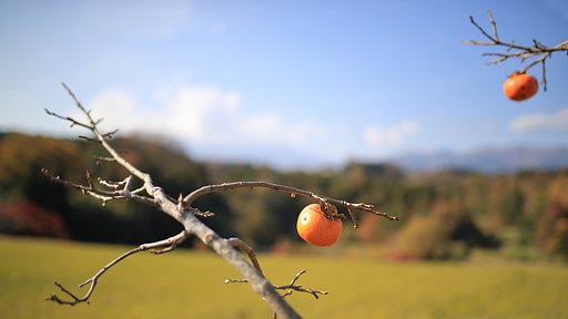 柿　１DXⅡ