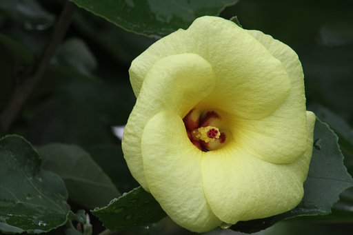 今朝の花