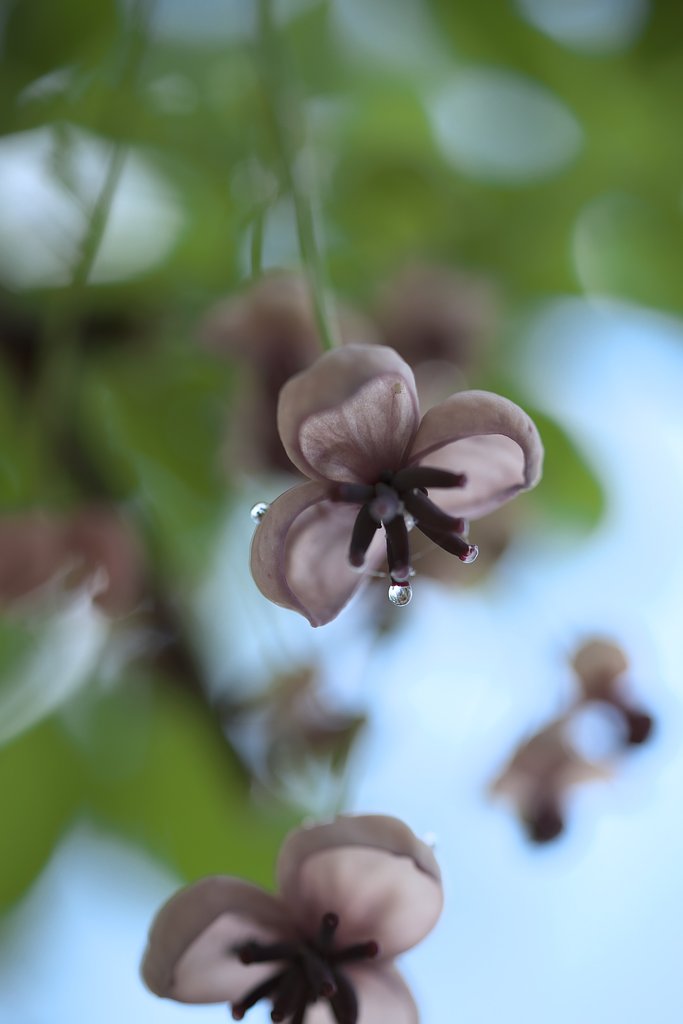 アケビの花