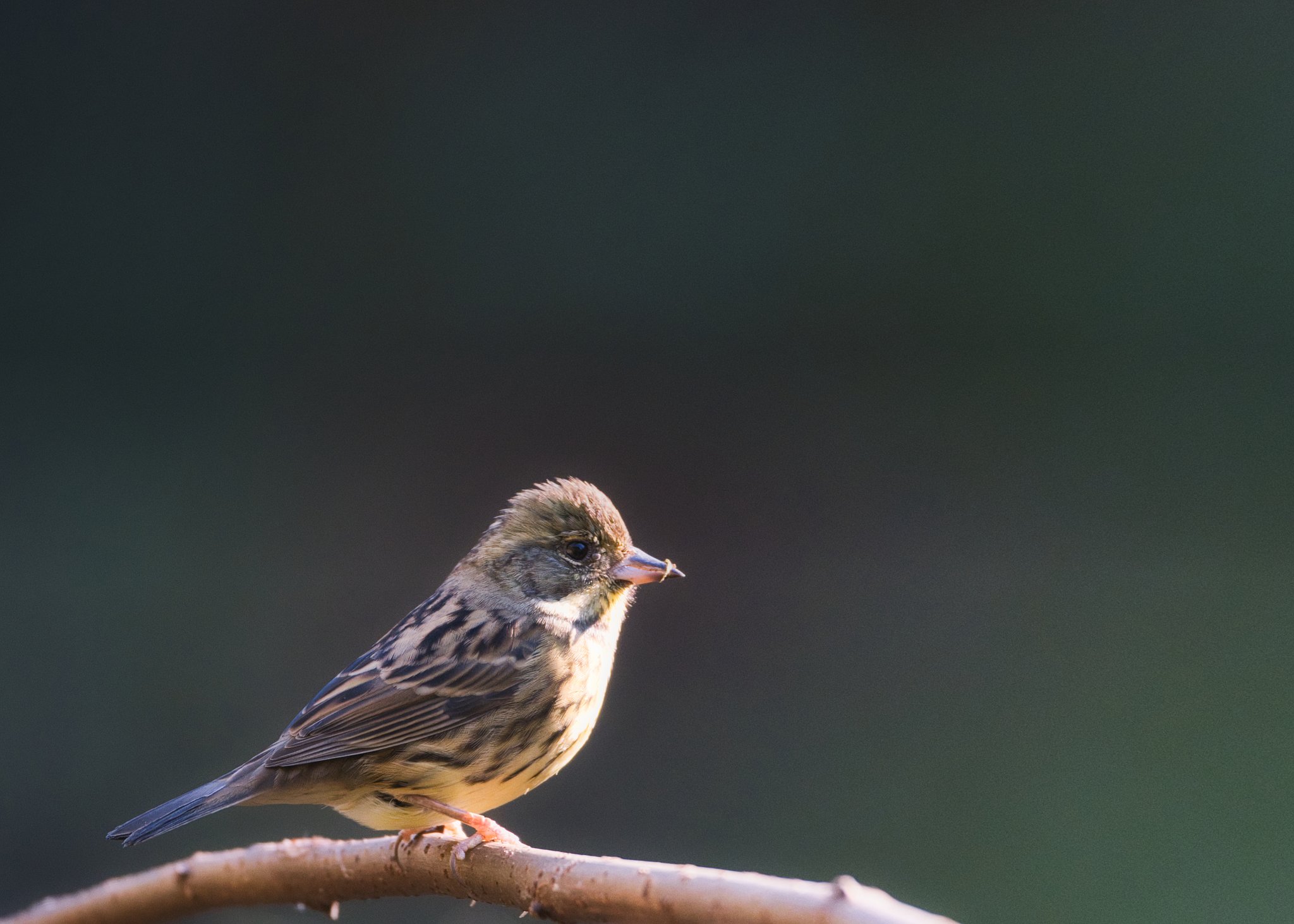アオジ♀