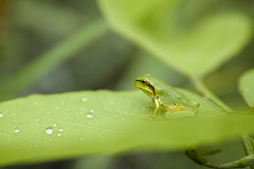 アマガエル