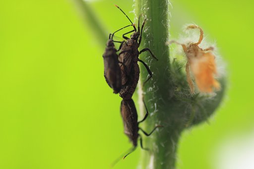 Tamron 90mm f2.8 macro 172E