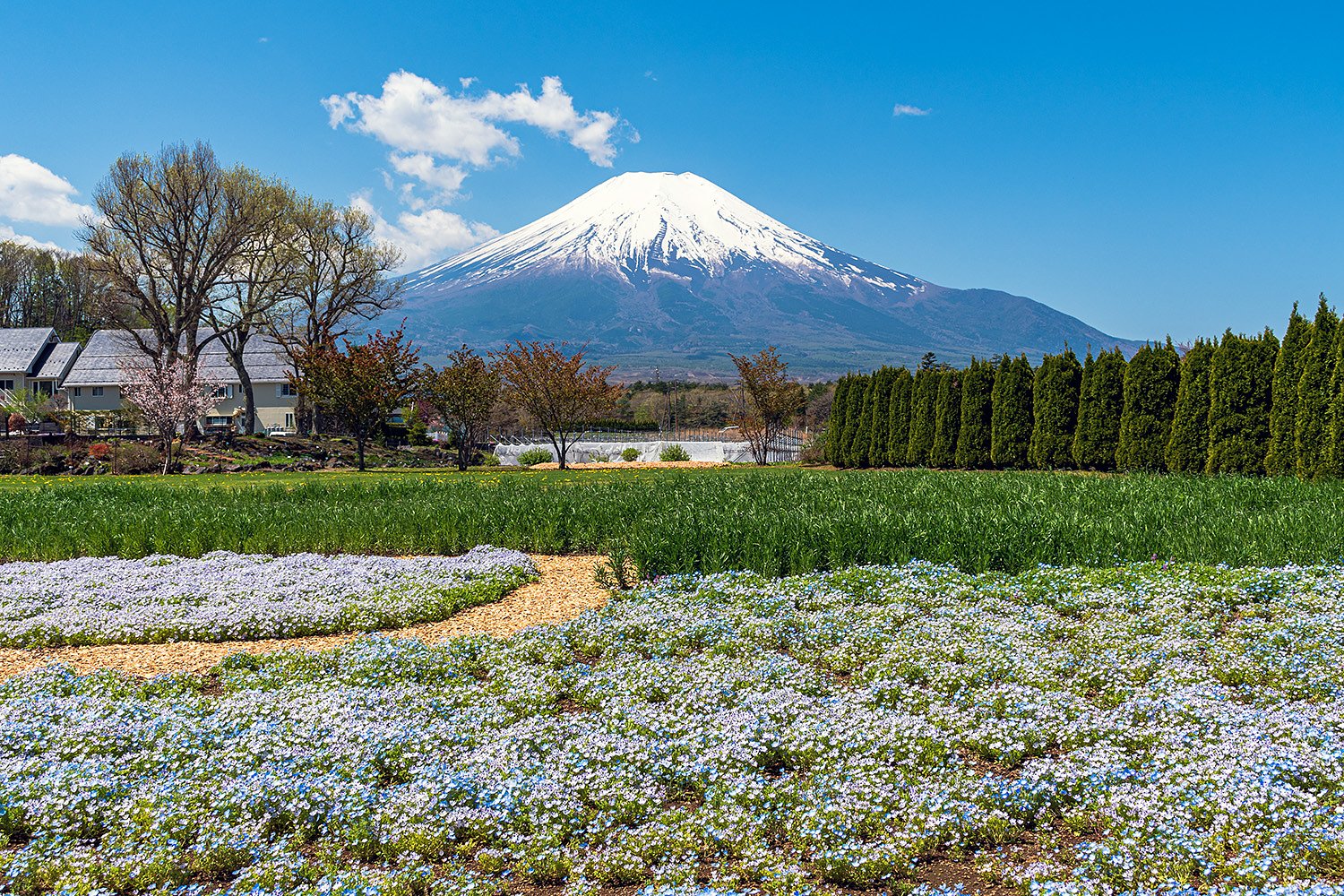 【はな】富士山とネモフィラ
