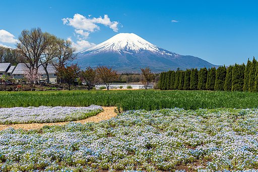 【はな】富士山とネモフィラ