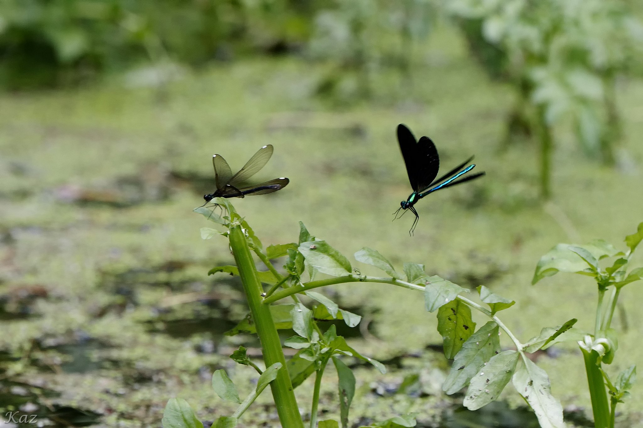 Ebony Jewelwing Couple