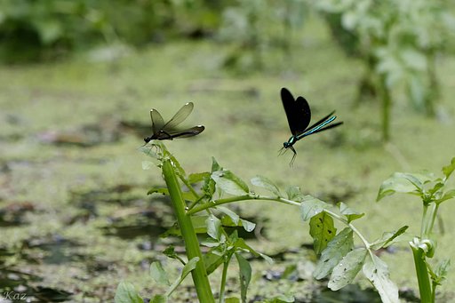 Ebony Jewelwing Couple