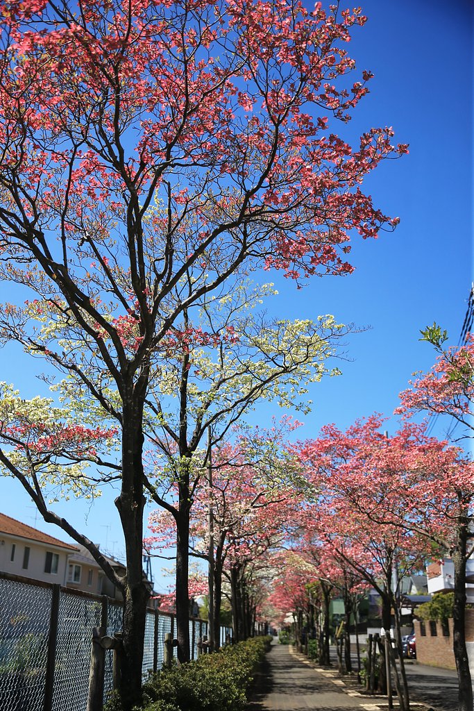 紅と白の遊歩道