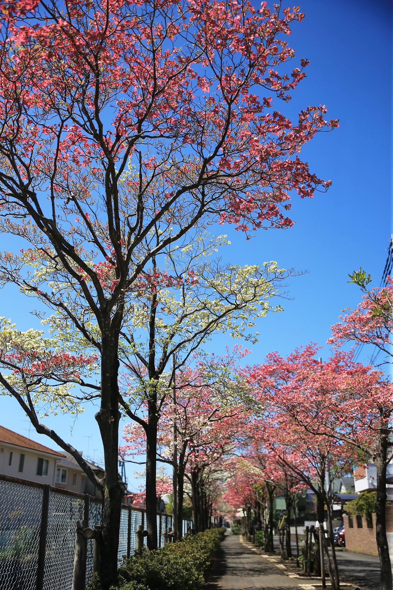 紅と白の遊歩道