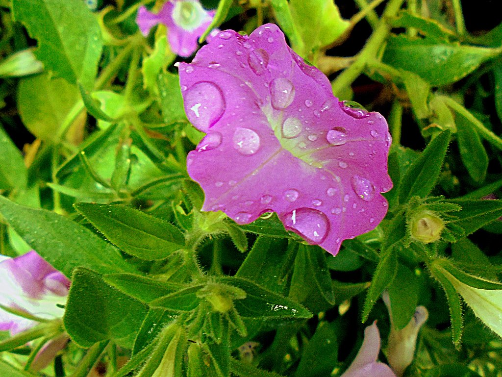 雨の中のサフィニア