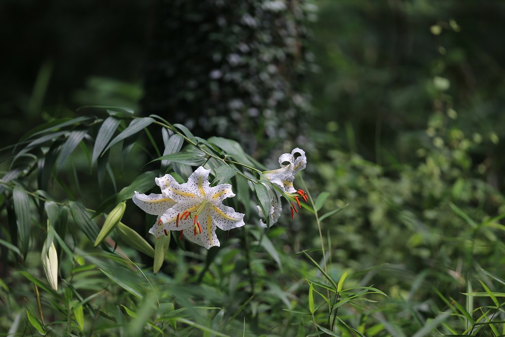 芳香に呼ばれて