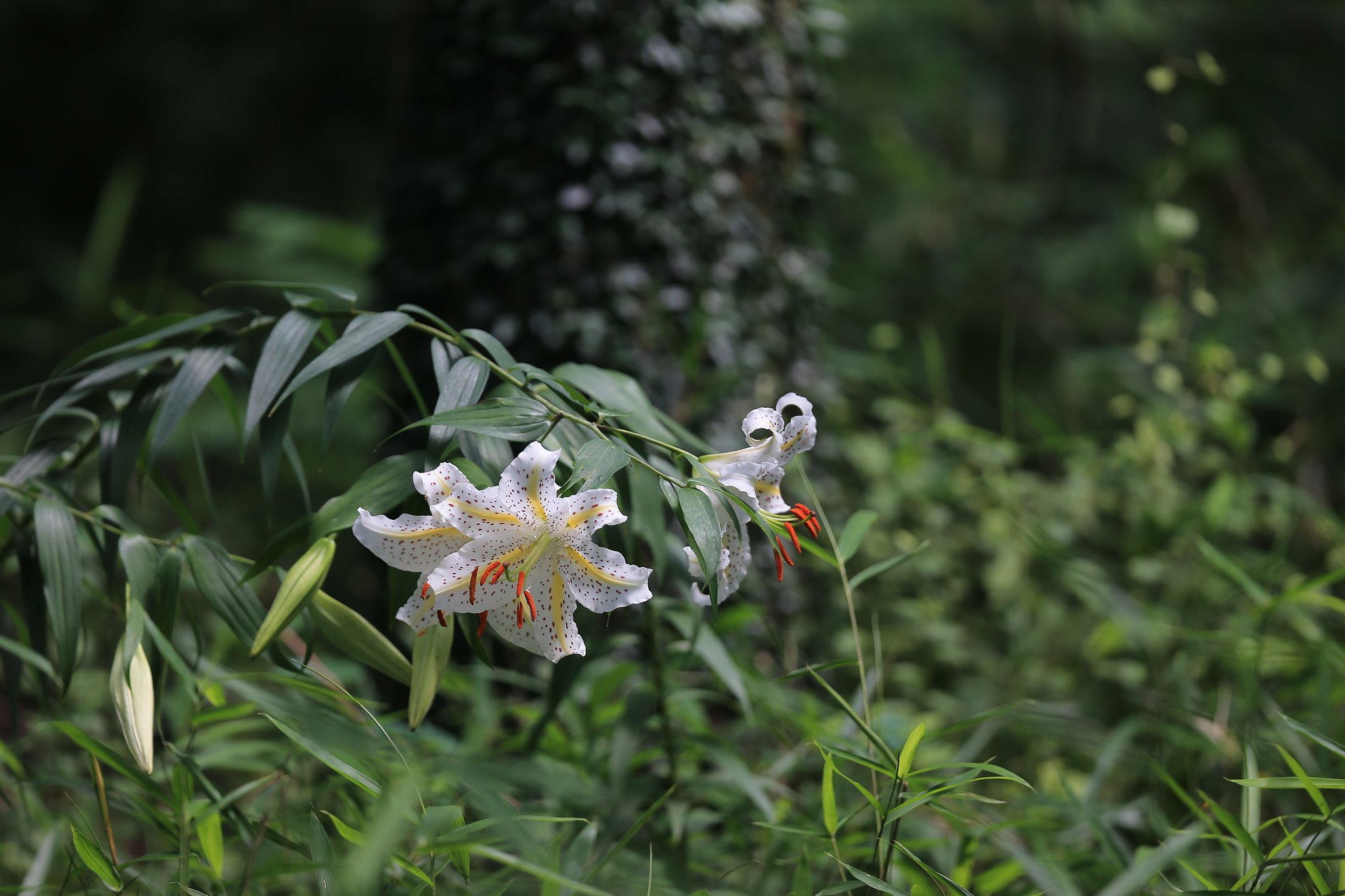 芳香に呼ばれて