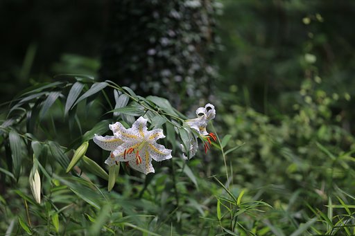 芳香に呼ばれて
