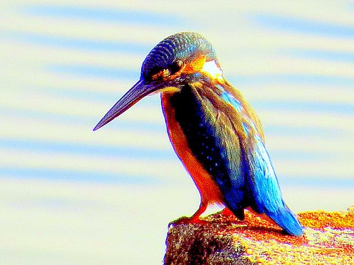 海に来たカワセミ