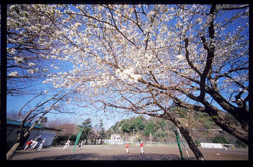 桜の下で