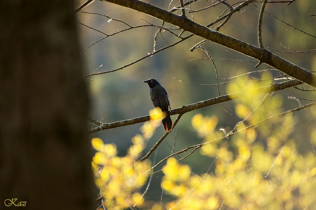 名前の判らぬ鳥さん