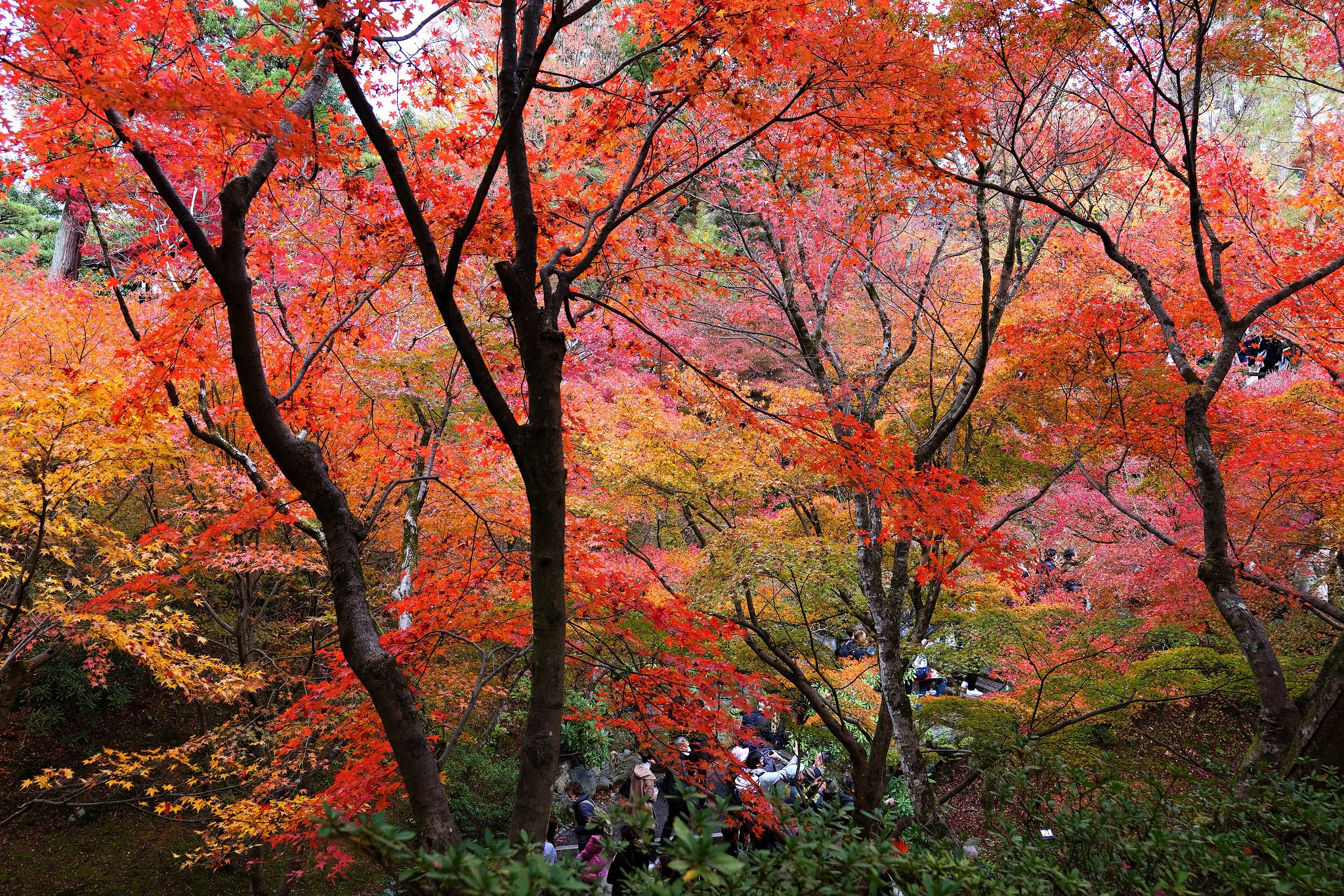 東福寺庭園にて