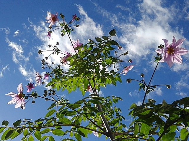 数が増えた皇帝ダリアの花