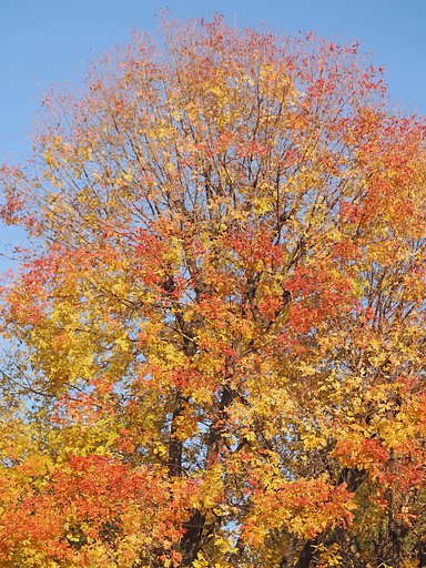 手編みの紅葉