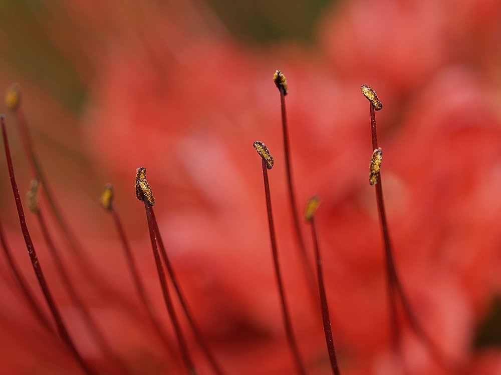 曼珠沙華１