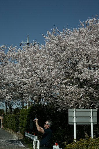 sakuraを愛でる人々