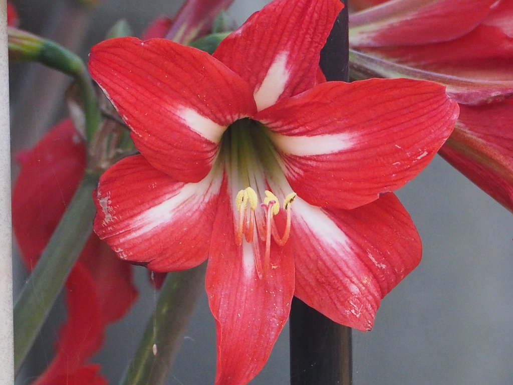 赤いアマリリス