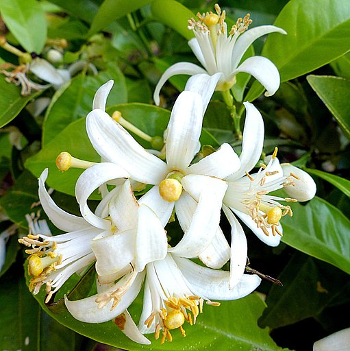 ミカンの花UP