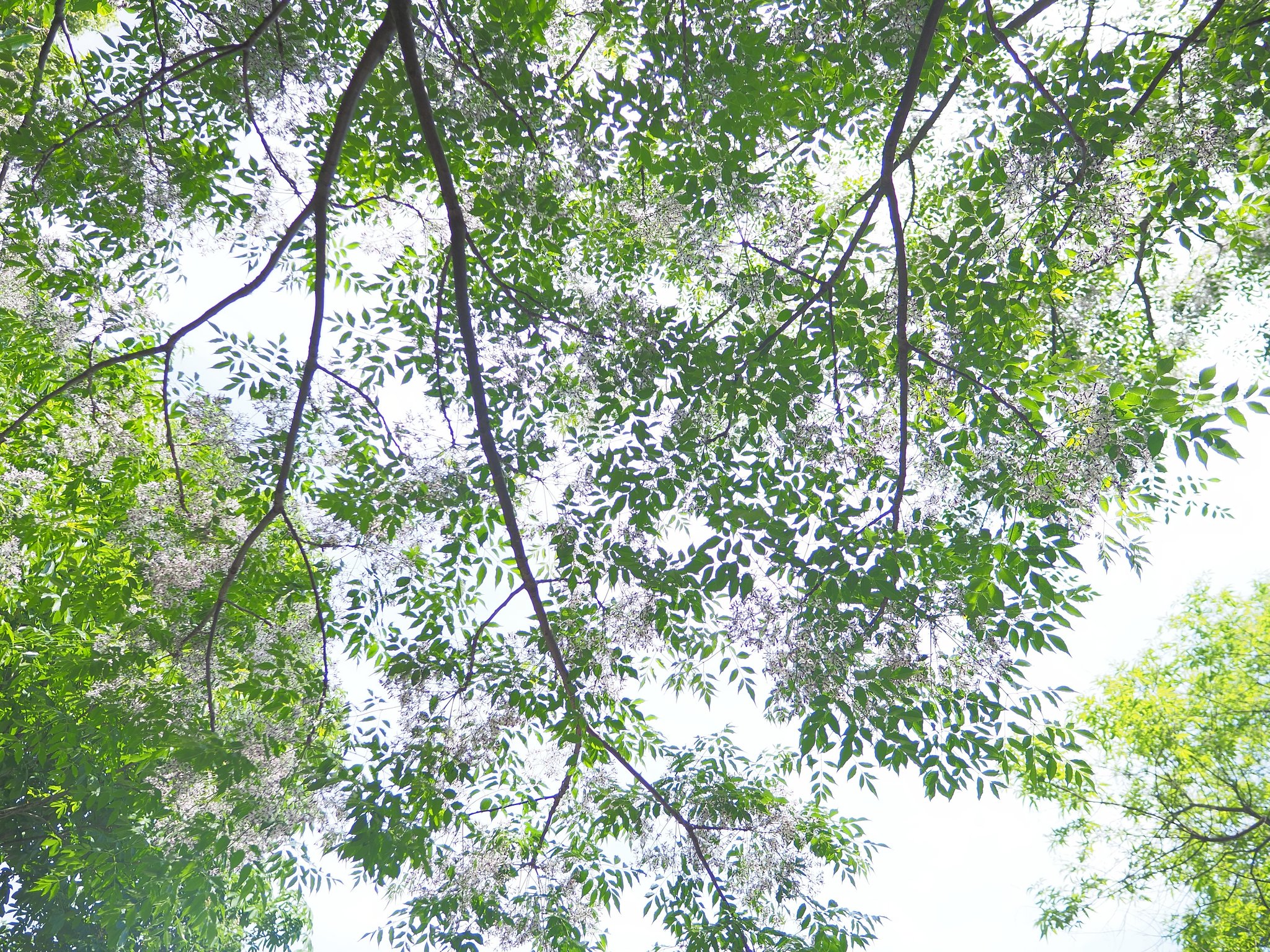 Let It Green～センダン～