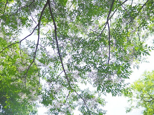 Let It Green～センダン～