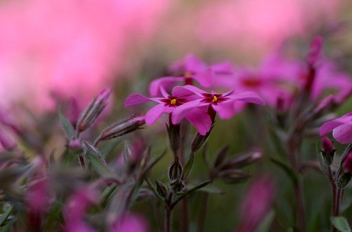 芝桜