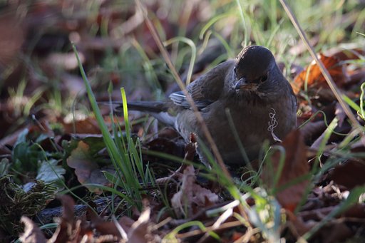 野鳥は耳で探す