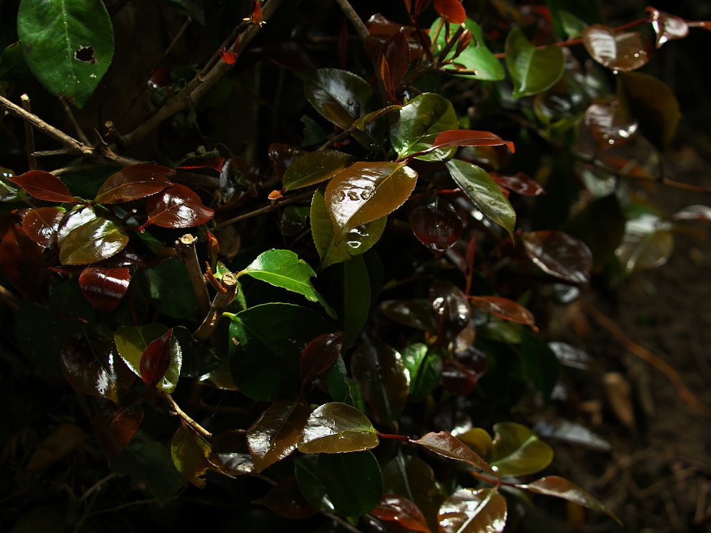 Shiny leaves