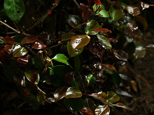 Shiny leaves